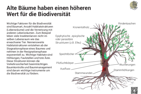 Alte Bäume haben einen höheren Wert für die Biodiversität