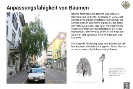 Anpassungsfähigkeit von Bäumen
