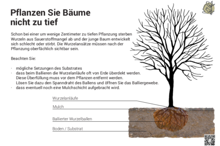 Pflanzen Sie Bäume nicht zu tief!