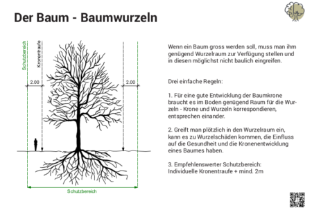 Baum&Baumwurzeln