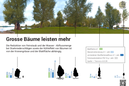 Grosse Bäume leisten mehr
